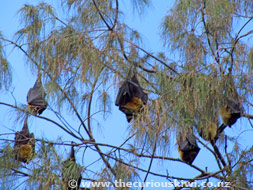 Tree full of Flying Foxes