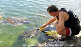 Feeding Turtles