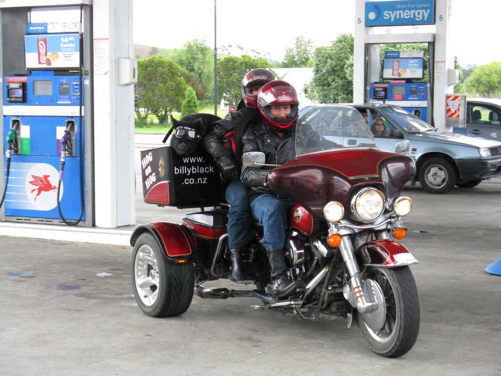 Curious co-pilot - hog on a hog, Billy Black and friends on a Harley Trike