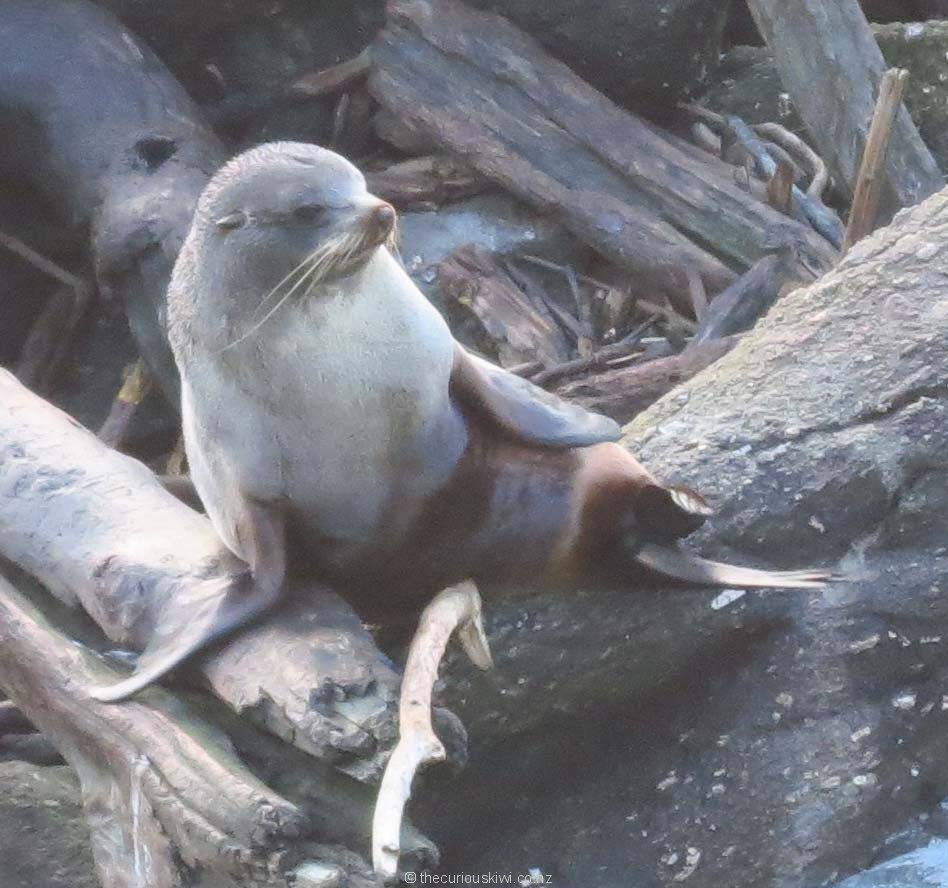 Seal pup at Tauranga Bay