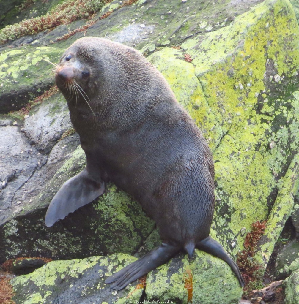 Curious fur seal at Tauranga Bay