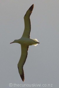 Albatross seen from the Royal Albatross Centre