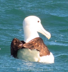Albatross on the water