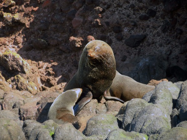 Seal with pups at Taiaroa Heads