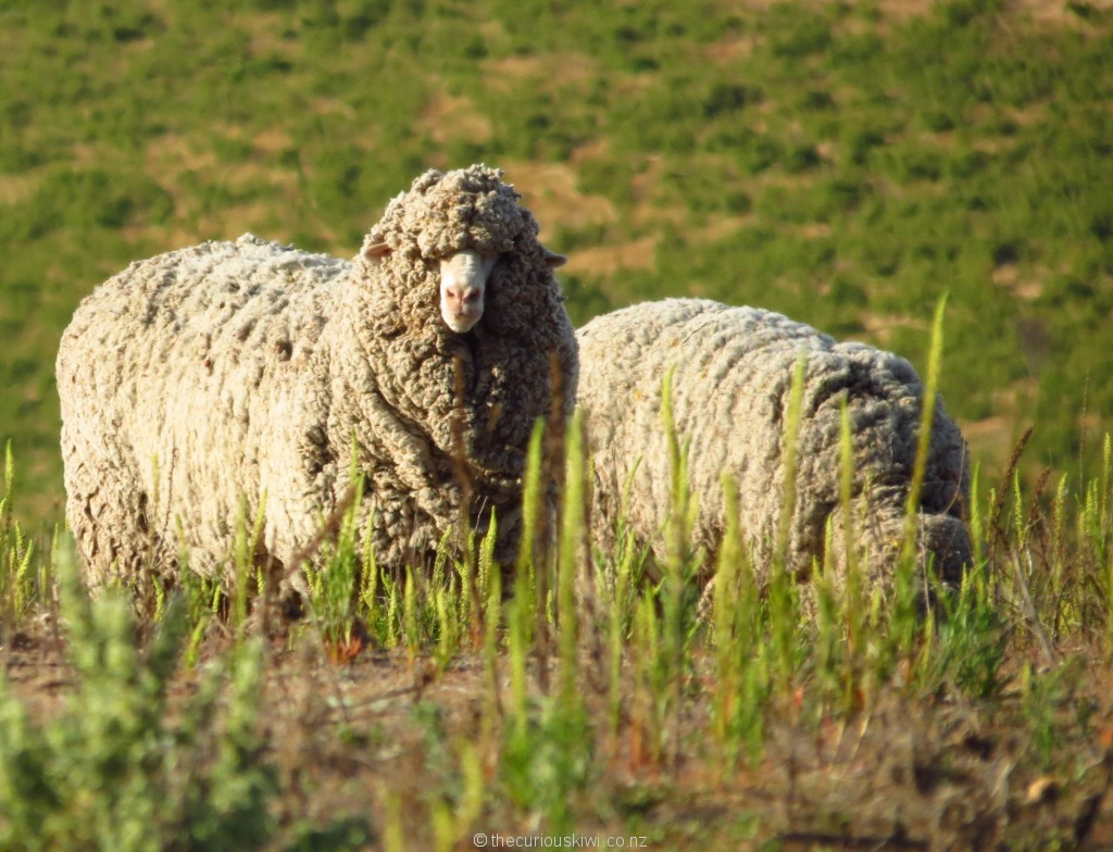 Merino sheep at Bendigo
