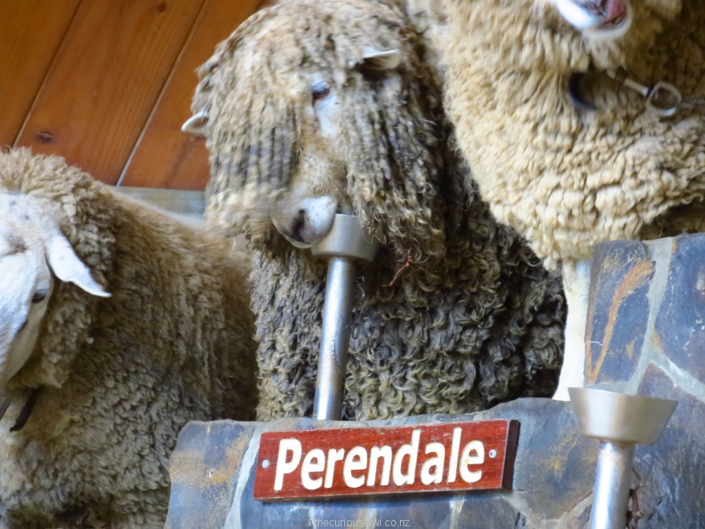Lincoln sheep at Agrodome Rotorua