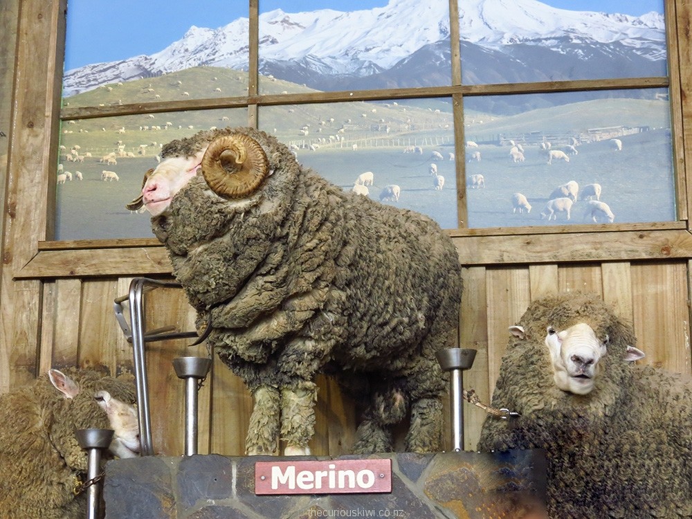 Merino sheep at Agrodome Rotorua