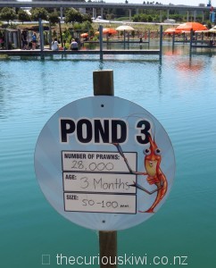 28,000 prawns in Pond 3