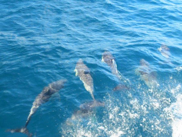 Just a few of the hundreds of dolphins we saw