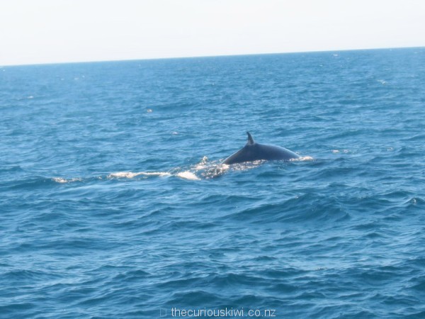 An accidental and only shot of a Bryde's whale
