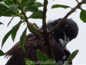 Tui in a tree