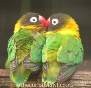 Masked lovebirds