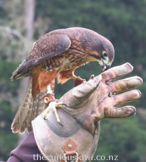 Who knew? The falcon is rarer than the kiwi
