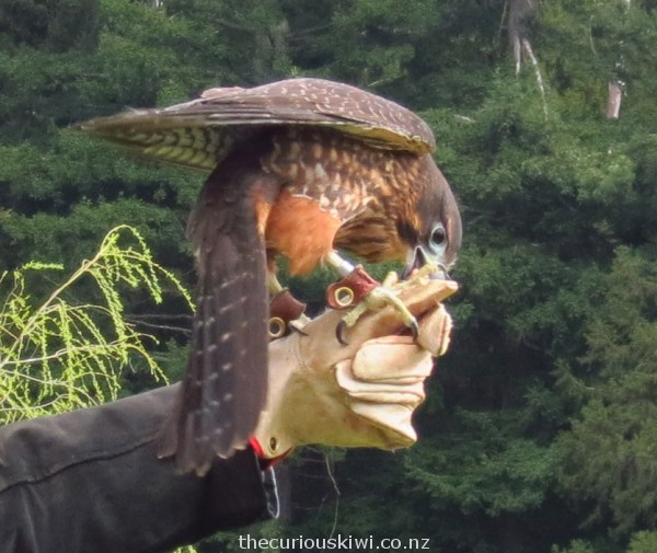 Mike holding tight to food for Atareta at Wingspan Bird of Prey Centre