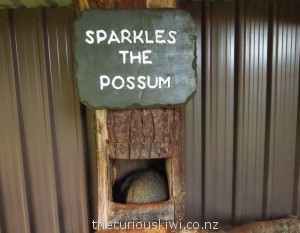 Sparkles the snoozing possum