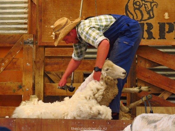 Shearing demonstration