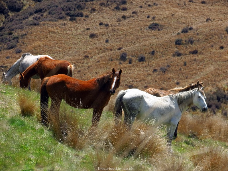 kaimanawa horse tours