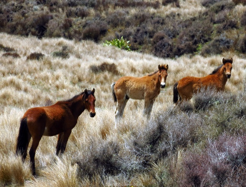 Kaimanawa Wild Horses | thecuriouskiwi NZ travel blog