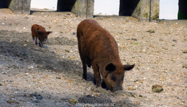 Pigs roam free, and eat shell fish in Tonga