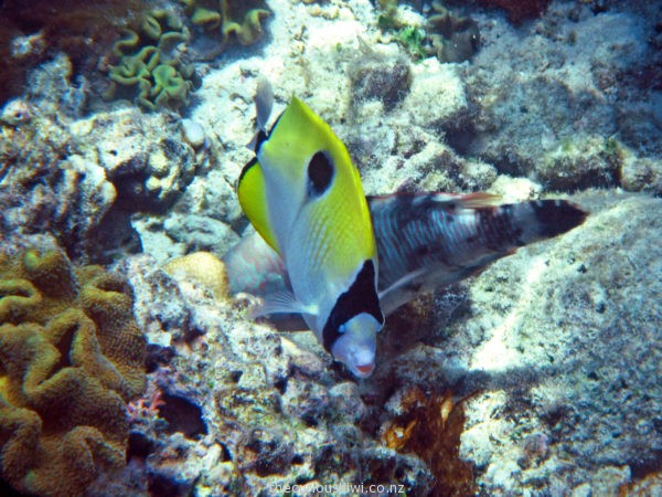 Tropical fish near Mystery Island
