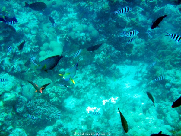 Tropical fish near Mystery Island