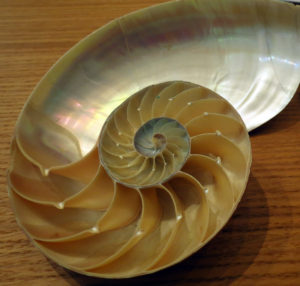 Chambered nautilus shell at Nautilus Estate