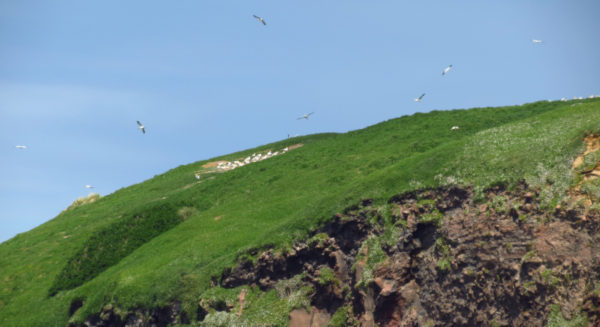 Australasian gannet colony on the southern coast of White Island